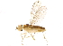  (Stiphrosoma fissum - BIOUG12424-C01)  @14 [ ] CreativeCommons - Attribution (2015) CBG Photography Group Centre for Biodiversity Genomics