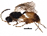  ( - BIOUG12477-A06)  @14 [ ] CreativeCommons - Attribution (2017) CBG Photography Group Centre for Biodiversity Genomics