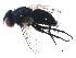  (Ligeria - BIOUG12521-C03)  @14 [ ] CreativeCommons - Attribution (2015) CBG Photography Group Centre for Biodiversity Genomics
