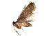  ( - BIOUG12527-A06)  @12 [ ] CreativeCommons - Attribution (2015) CBG Photography Group Centre for Biodiversity Genomics