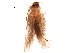  (Blastobasis sprotundalis - BIOUG12529-A02)  @13 [ ] CreativeCommons - Attribution (2017) CBG Photography Group Centre for Biodiversity Genomics