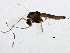  ( - BIOUG12529-B02)  @13 [ ] CreativeCommons - Attribution (2014) CBG Photography Group Centre for Biodiversity Genomics
