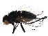  ( - BIOUG12618-D09)  @14 [ ] CreativeCommons - Attribution (2016) CBG Photography Group Centre for Biodiversity Genomics