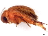  ( - BIOUG15363-G06)  @11 [ ] CreativeCommons - Attribution (2023) CBG Photography Group Centre for Biodiversity Genomics