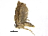  (Paratorna - BIOUG15712-F05)  @13 [ ] CreativeCommons - Attribution (2015) CBG Photography Group Centre for Biodiversity Genomics