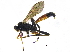  ( - BIOUG15712-A03)  @14 [ ] CreativeCommons - Attribution (2015) CBG Photography Group Centre for Biodiversity Genomics