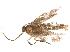  (Perittia andoi - BIOUG15870-C12)  @13 [ ] CreativeCommons - Attribution (2015) CBG Photography Group Centre for Biodiversity Genomics