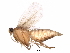  (Agonopterix ochrocephala - BIOUG25668-B11)  @14 [ ] CreativeCommons - Attribution (2017) CBG Photography Group Centre for Biodiversity Genomics