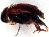  ( - BIOUG26175-B09)  @11 [ ] CreativeCommons - Attribution (2023) CBG Photography Group Centre for Biodiversity Genomics