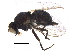  ( - BIOUG26517-A11)  @11 [ ] CreativeCommons - Attribution (2018) CBG Photography Group Centre for Biodiversity Genomics