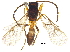  (Lysiphlebus - BIOUG26518-C05)  @14 [ ] CreativeCommons - Attribution (2017) CBG Photography Group Centre for Biodiversity Genomics