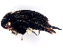  ( - BIOUG26684-A07)  @11 [ ] CreativeCommons - Attribution (2023) CBG Photography Group Centre for Biodiversity Genomics