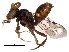  (Nomada montverna - BIOUG26690-E03)  @13 [ ] CreativeCommons - Attribution (2017) CBG Photography Group Centre for Biodiversity Genomics