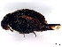  ( - BIOUG26823-A06)  @11 [ ] CreativeCommons - Attribution (2023) CBG Photography Group Centre for Biodiversity Genomics
