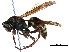  (Polistes snelleni - BIOUG26952-A04)  @15 [ ] CreativeCommons - Attribution (2017) CBG Photography Group Centre for Biodiversity Genomics