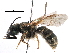  (Halictus aff. aerarius - BIOUG26952-C02)  @14 [ ] CreativeCommons - Attribution (2016) CBG Photography Group Centre for Biodiversity Genomics