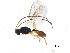  ( - BIOUG27020-C12)  @13 [ ] CreativeCommons - Attribution (2017) CBG Photography Group Centre for Biodiversity Genomics