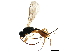  ( - BIOUG27197-D10)  @13 [ ] CreativeCommons - Attribution (2017) CBG Photography Group Centre for Biodiversity Genomics