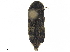  ( - BIOUG27027-G12)  @11 [ ] CreativeCommons - Attribution (2019) CBG Photography Group Centre for Biodiversity Genomics