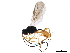  (Chorebus resa - BIOUG27245-B05)  @14 [ ] CreativeCommons - Attribution (2019) CBG Photography Group Centre for Biodiversity Genomics