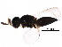  ( - BIOUG27338-B11)  @11 [ ] CreativeCommons - Attribution (2017) CBG Photography Group Centre for Biodiversity Genomics