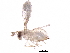  (Trichogramma dendrolimi - BIOUG27483-F05)  @13 [ ] CreativeCommons - Attribution (2017) CBG Photography Group Centre for Biodiversity Genomics