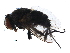  ( - BIOUG27475-H02)  @11 [ ] CreativeCommons - Attribution (2017) CBG Photography Group Centre for Biodiversity Genomics