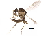  ( - BIOUG27848-D06)  @11 [ ] CreativeCommons - Attribution (2018) CBG Photography Group Centre for Biodiversity Genomics