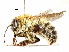  (Bombus ussurensis - BIOUG27671-E10)  @14 [ ] CreativeCommons - Attribution (2017) CBG Photography Group Centre for Biodiversity Genomics
