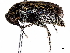  (Yakuhananomia yakui - BIOUG37497-G03)  @11 [ ] CreativeCommons - Attribution (2023) CBG Photography Group Centre for Biodiversity Genomics
