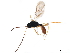  ( - BIOUG37821-C10)  @11 [ ] CreativeCommons - Attribution (2019) CBG Photography Group Centre for Biodiversity Genomics
