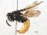 (Philanthus fuscipennis - BIOUG09036-C09)  @15 [ ] CreativeCommons - Attribution (2014) CBG Photography Group Centre for Biodiversity Genomics