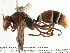  (Polistes marginalis - BIOUG09150-A04)  @15 [ ] CreativeCommons - Attribution (2014) CBG Photography Group Centre for Biodiversity Genomics