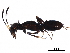  ( - BIOUG09234-G11)  @13 [ ] CreativeCommons - Attribution (2017) CBG Photography Group Centre for Biodiversity Genomics