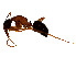  ( - BIOUG50827-A07)  @11 [ ] CreativeCommons - Attribution Share - Alike (2023) CBG Photography Group Centre for Biodiversity Genomics