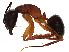  ( - BIOUG50827-A11)  @11 [ ] CreativeCommons - Attribution Share - Alike (2023) CBG Photography Group Centre for Biodiversity Genomics