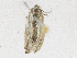  ( - CBG-A15039-F10)  @11 [ ] CreativeCommons - Attribution Share - Alike (2023) CBG Photography Group Centre for Biodiversity Genomics