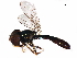 ( - BIOUG38510-C10)  @11 [ ] CreativeCommons - Attribution (2020) CBG Photography Group Centre for Biodiversity Genomics