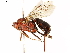  ( - BIOUG38516-D09)  @11 [ ] CreativeCommons - Attribution (2019) CBG Photography Group Centre for Biodiversity Genomics