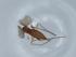  (Bradysia bishopi - BIOUG67291-H08)  @11 [ ] CreativeCommons - Attribution (2021) Centre for Biodiversity Genomics Centre for Biodiversity Genomics