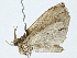  ( - BIOUG91411-F08)  @11 [ ] CreativeCommons - Attribution (2022) CBG Photography Group Centre for Biodiversity Genomics