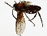  ( - BIOUG93335-H04)  @11 [ ] CreativeCommons - Attribution (2022) CBG Photography Group Centre for Biodiversity Genomics