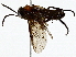  ( - BIOUG93335-H05)  @11 [ ] CreativeCommons - Attribution (2022) CBG Photography Group Centre for Biodiversity Genomics