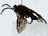  ( - BIOUG91426-G11)  @11 [ ] CreativeCommons - Attribution (2022) CBG Photography Group Centre for Biodiversity Genomics