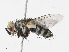  ( - CBG-A16694-H10)  @11 [ ] CreativeCommons - Attribution Share-Alike (2023) CBG Photography Group Centre for Biodiversity Genomics