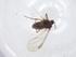  ( - CBG-A16853-G11)  @11 [ ] CreativeCommons - Attribution Share - Alike (2023) Centre for Biodiversity Genomics Centre for Biodiversity Genomics