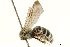  ( - BIOUG17599-D11)  @13 [ ] CreativeCommons - Attribution (2019) CBG Photography Group Centre for Biodiversity Genomics
