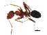  ( - BIOUG17601-A06)  @14 [ ] CreativeCommons - Attribution (2015) CBG Photography Group Centre for Biodiversity Genomics