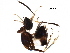 ( - BIOUG18052-H05)  @11 [ ] CreativeCommons - Attribution (2017) CBG Photography Group Centre for Biodiversity Genomics