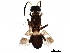  ( - BIOUG18271-H09)  @11 [ ] CreativeCommons - Attribution (2017) CBG Photography Group Centre for Biodiversity Genomics